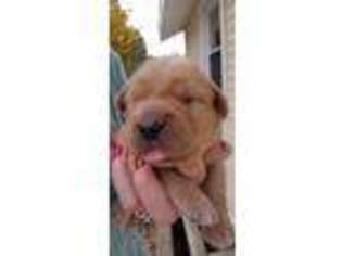 Golden Retriever Puppy for sale in Onekama, MI, USA
