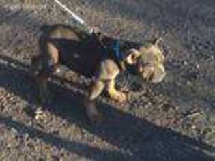 Bulldog Puppy for sale in Cameron, OK, USA