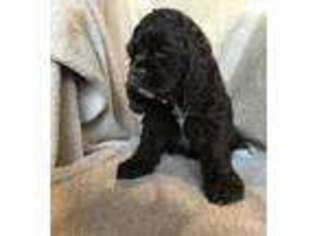 Cocker Spaniel Puppy for sale in New Braunfels, TX, USA