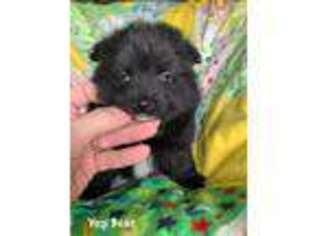 Pomeranian Puppy for sale in San Angelo, TX, USA