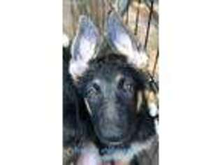 German Shepherd Dog Puppy for sale in Mount Pleasant, NC, USA