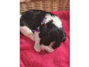 English Springer Spaniel Puppy for sale in Clearbrook, MN, USA