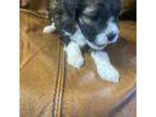 Mutt Puppy for sale in Elk Horn, KY, USA