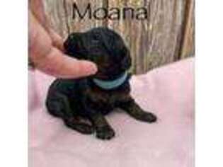 Mutt Puppy for sale in Wheatland, CA, USA