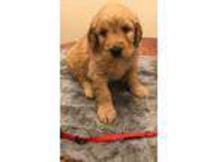Goldendoodle Puppy for sale in Murdock, KS, USA