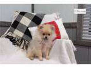 Pomeranian Puppy for sale in Bloomington, IN, USA