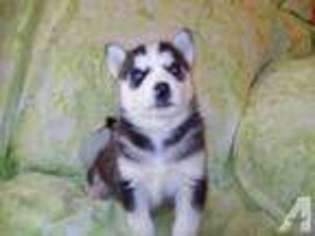 Siberian Husky Puppy for sale in DEERING, ND, USA