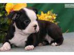 Boston Terrier Puppy for sale in Harrisburg, PA, USA