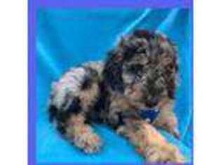 Goldendoodle Puppy for sale in Bloomfield, MO, USA