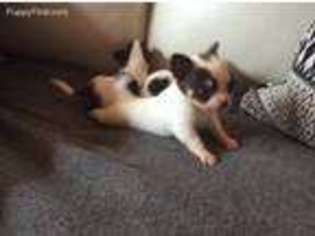 Chihuahua Puppy for sale in Lacona, NY, USA