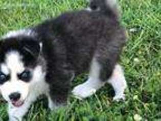 Siberian Husky Puppy for sale in Clermont, GA, USA