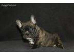 French Bulldog Puppy for sale in Bremen, IN, USA