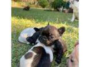 French Bulldog Puppy for sale in Tifton, GA, USA