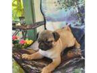 Pug Puppy for sale in Warrens, WI, USA