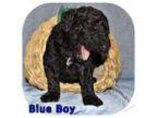 Mutt Puppy for sale in Sterling, VA, USA