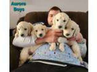 Goldendoodle Puppy for sale in Mentor, OH, USA