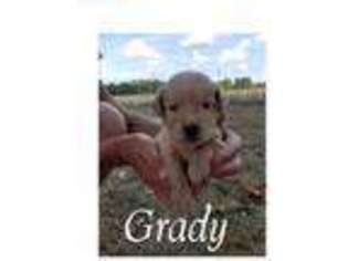 Golden Retriever Puppy for sale in Conway, MO, USA
