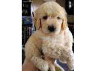 Goldendoodle Puppy for sale in Hot Springs Village, AR, USA