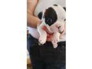 French Bulldog Puppy for sale in Thatcher, AZ, USA