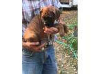 Boxer Puppy for sale in Angola, IN, USA