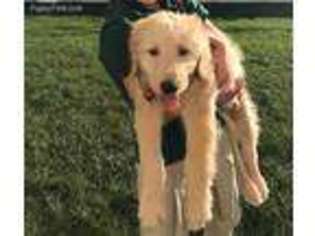 Goldendoodle Puppy for sale in Florence, NJ, USA