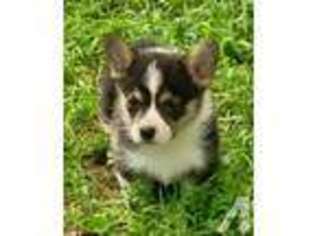 Pembroke Welsh Corgi Puppy for sale in HOLTS SUMMIT, MO, USA