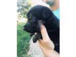 German Shepherd Dog Puppy for sale in Plain City, OH, USA
