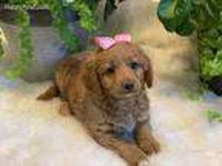 Goldendoodle Puppy for sale in Pearson, GA, USA