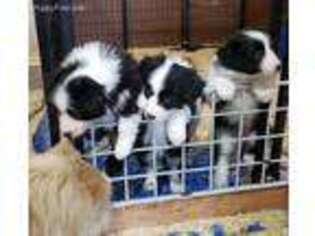 Border Collie Puppy for sale in Desmet, ID, USA
