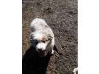 Australian Shepherd Puppy for sale in Norwood, MO, USA