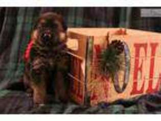 German Shepherd Dog Puppy for sale in North Platte, NE, USA