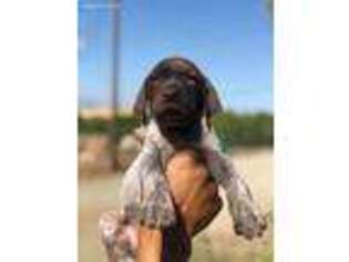 German Shorthaired Pointer Puppy for sale in LINDSAY, CA, USA