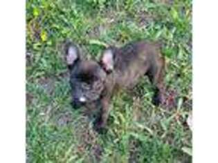 French Bulldog Puppy for sale in Yankton, SD, USA