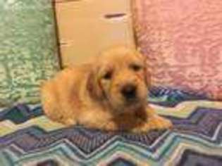 Golden Retriever Puppy for sale in Logan, AL, USA