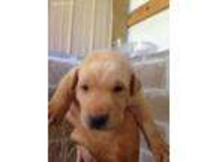 Labrador Retriever Puppy for sale in Sealy, TX, USA