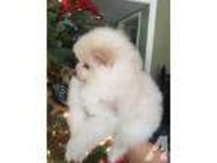 Pomeranian Puppy for sale in REDLANDS, CA, USA