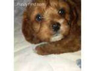 Cavapoo Puppy for sale in Stockton, MO, USA