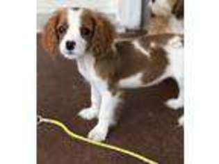 Cavapoo Puppy for sale in Gurnee, IL, USA