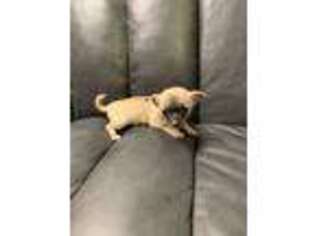 Chihuahua Puppy for sale in Sussex, NJ, USA