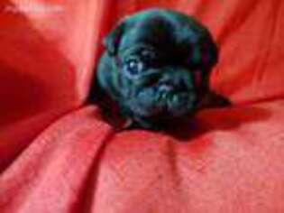Pug Puppy for sale in Hope Mills, NC, USA