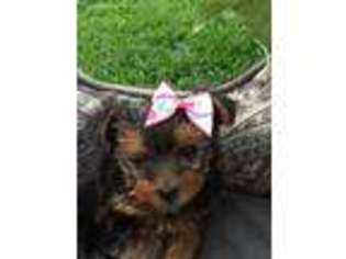 Yorkshire Terrier Puppy for sale in Livermore, CA, USA