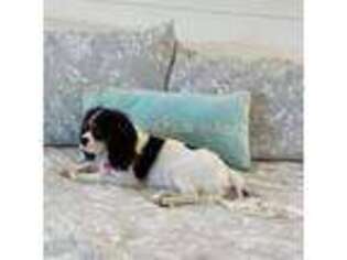 Cavalier King Charles Spaniel Puppy for sale in Hooper, UT, USA