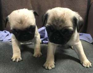 Pug Puppy for sale in Easley, SC, USA