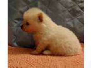 Pomeranian Puppy for sale in FULTON, MO, USA