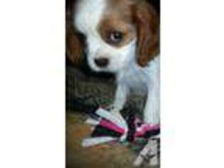 Cavalier King Charles Spaniel Puppy for sale in COLLEGE STATION, TX, USA