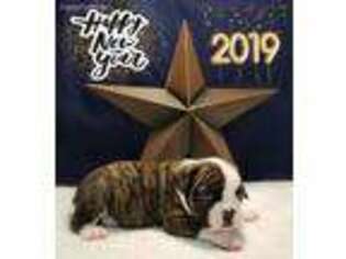 Olde English Bulldogge Puppy for sale in Quinlan, TX, USA