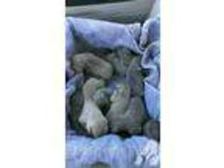 Weimaraner Puppy for sale in HARVARD, NE, USA