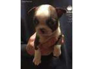 Boston Terrier Puppy for sale in Germantown, OH, USA