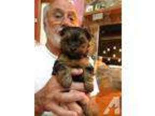 Yorkshire Terrier Puppy for sale in OXFORD, FL, USA