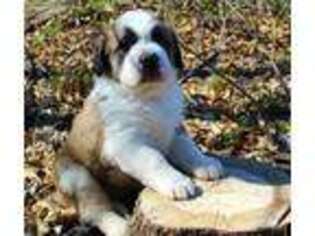 Saint Bernard Puppy for sale in Kansas City, MO, USA